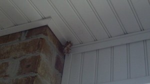 We snapped this picture of a Hornet nest under the front porch of a recent customer.